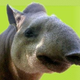 Illustration for article titled Big Nose